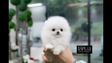 White Fluffy Cute Little Pomeranian D Buzz Rolly