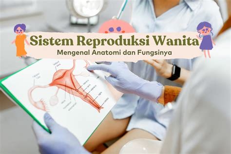 Sistem Reproduksi Wanita Anatomi Fungsinya