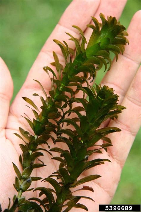 Brazilian Elodea Waterweed Not Yet In Region Finger Lakes Prism