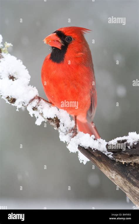 Male Northern Cardinal Cardinalis Cardinalis Stock Photo Alamy