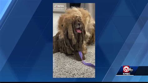 Severely Matted Dog In Kansas City Goes Viral After Getting Hair Clipped