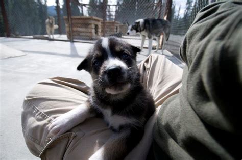 How Denali National Parks Sled Dogs Prepare For Winter Travel