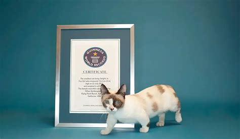 Guinness World Records Smallest Cat