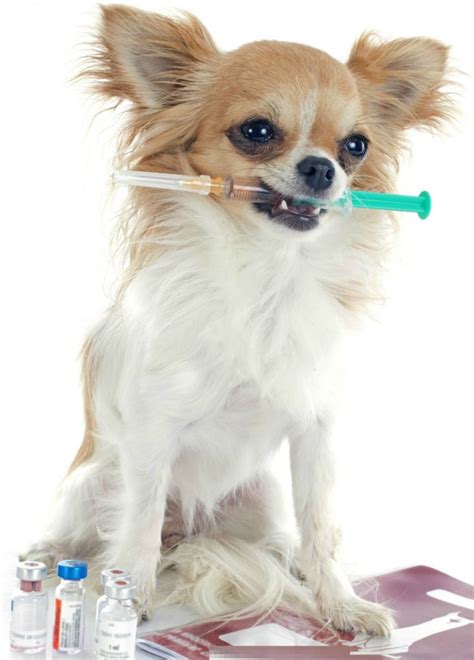 The lepto vaccine is not a core vaccine. Educate Yourself About Which Vaccinations Are Necessary For Your Dog - BudgetPetCare.com