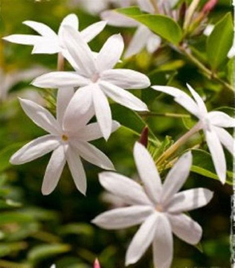 5 Forest Jasmine Seeds Rare Tree Tropical Fragrant Flower Perennial