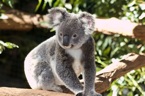 Un koala est né dans un parc animalier ! Le premier depuis ...