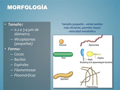 Ppt Estructura Y Morfología Bacteriana Powerpoint Presentation Free