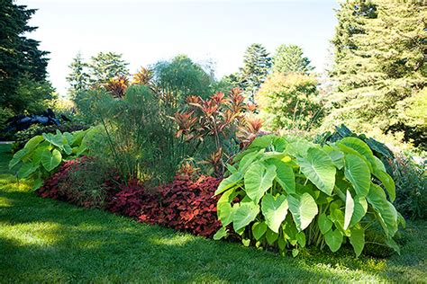 Colocasia, commonly known as elephant ear or taro, is a plant species that belongs to the araceae family. » Gentle Giants in the Garden | NYBG