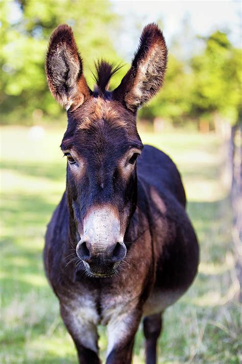 Donkey Photograph By Sigita Playdon Photography Fine Art America