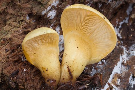 Why Hello Wisconsin Mushroom Hunting And Identification Shroomery