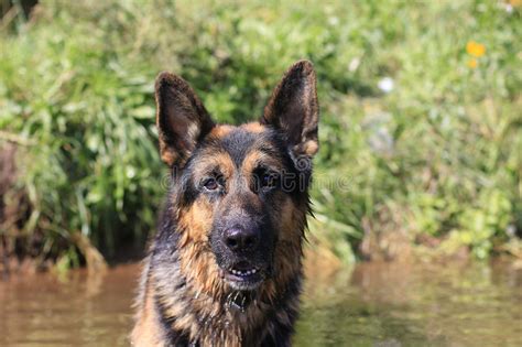 Wet Dog German Shepherd In A Water Stock Photo Image Of Lake