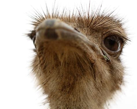 Funny Faced Ostrich Photograph By Terry Fleckney