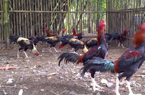 Keberadaan ayam juga bisa menjadi sarana edukasi yang menarik bagi balita dan. Ukuran Kandang Ayam Bangkok Indukan : 10 Cara Ternak Ayam ...