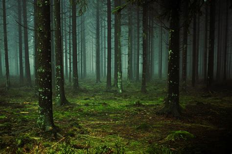 무료 이미지 늪 분기 감기 안개 햇빛 아침 분위기 신비로운 이끼 녹색 밀림 어둠 숲 바닥 신비한