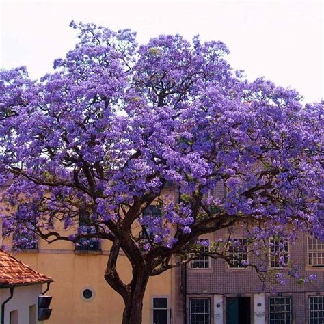 Tree With Purple Flowers Fleetfas