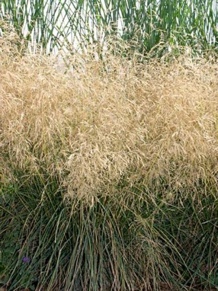 Synonyms deschampsia cespitosa 'bronze veil' deschampsia cespitosa. Deschampsia cespitosa 'Bronzeschleier' / Garten-Schmiele ...
