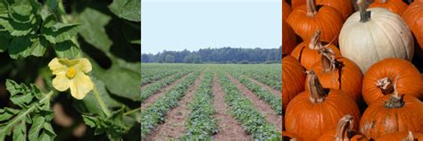 What is integrated pest management? Cucurbit Crop Integrated Pest Management Workshop ...