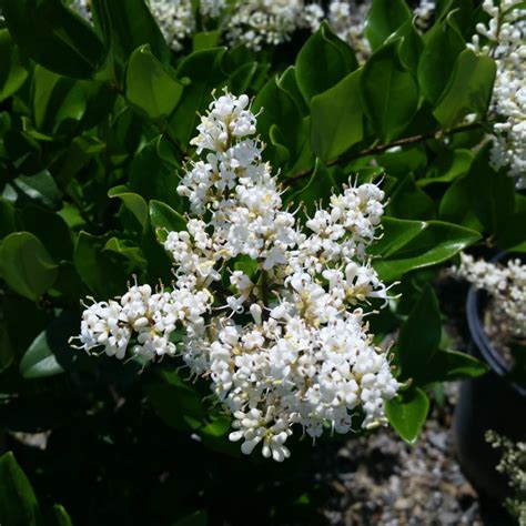 Ligustrum Japonicum Texanum Waxleaf Privet Mid Valley Trees