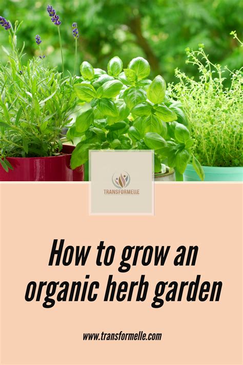 How To Grow An Organic Herb Garden Transformelle Herbs Organic