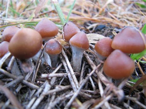 Shroomery Psilocybe Subaeruginosa