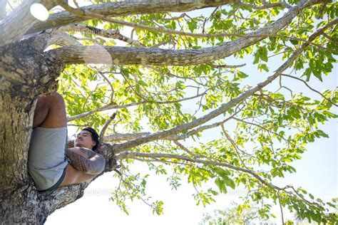 Man relaxing on tree Pagudpud Ilocos Norte Philippines 11015360096 の