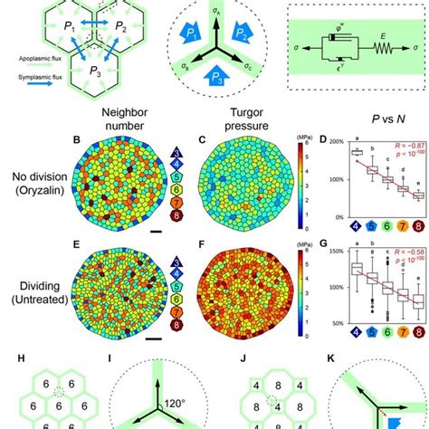 Turgor Pressure Heterogeneity Emerges From Cell Topology A Schematic