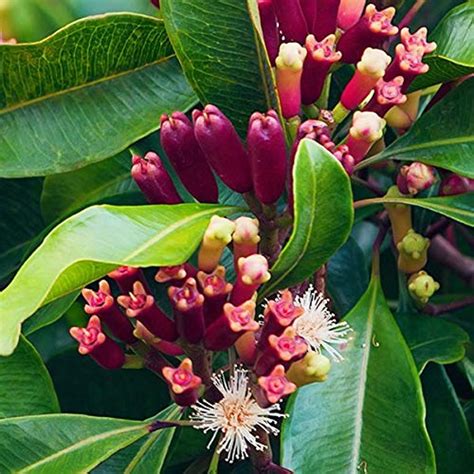 High Yield Spice Clove Tree Syzygium Aromticum For Home Garden Amazon