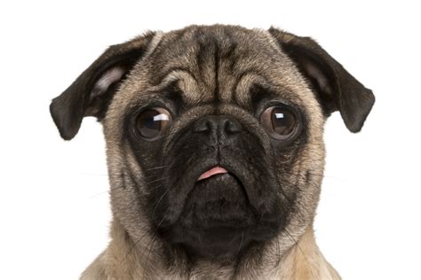 15 Dumbest Dog Breeds Why Theyre Dumb How To Properly Train