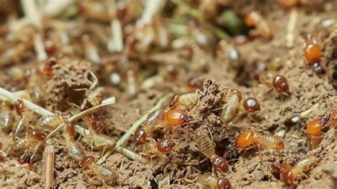Fun Termite Facts For Kids Kidadl