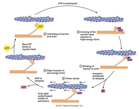 35 Muscle Contraction Steps Diagram Quizlet