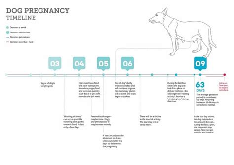 Puppies show about every half hour, and what's crucial is that each and every one should be accompanied by one placenta. Dog Pregnancy Stages: The Joyous Experience of Dog Birth
