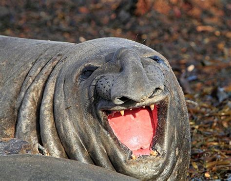 Happy face funny smile picture. The 30 Happiest Animals In The World That Will Make You ...