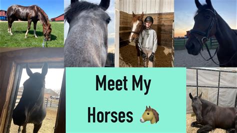 Meet Memy Horses Youtube