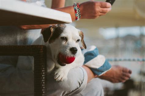 What to and what not to sacrifice when searching. Vet Near Me 10950 - The Pets I Love Veterinary Hospital ...