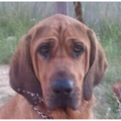 On Trial Jazz 2 Large Female Bloodhound X Mastiff Mix