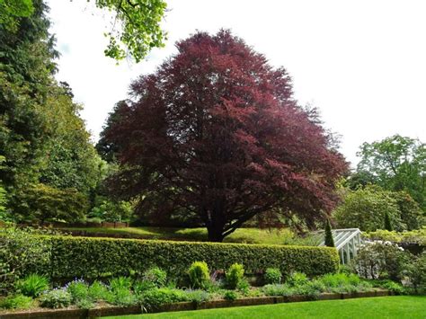 Copper Beech Fagus Sylvatica F Purpurea Alda Landscapes