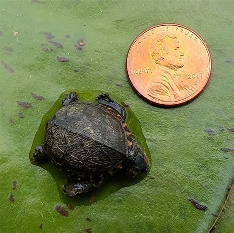 Smallest Turtle Ive Ever Seen