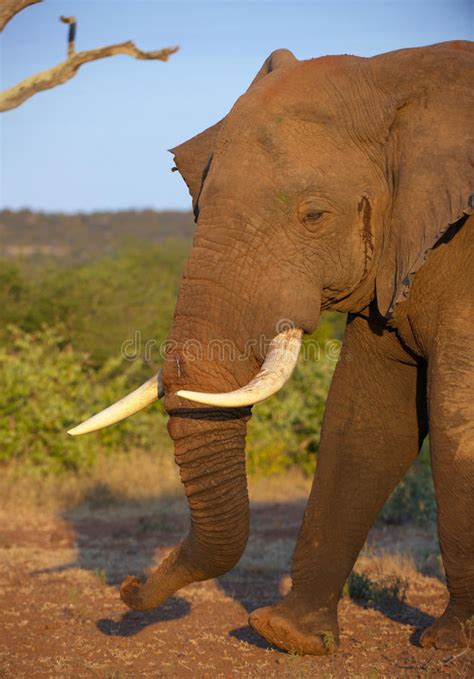 Grande Elefante Com Presas Que Come O Sideview Imagem De Stock Imagem