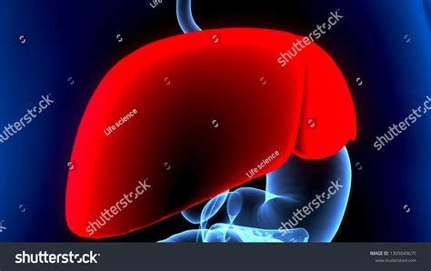 3d Illustration Human Body Organs Anatomy Stock Illustration 1399049675