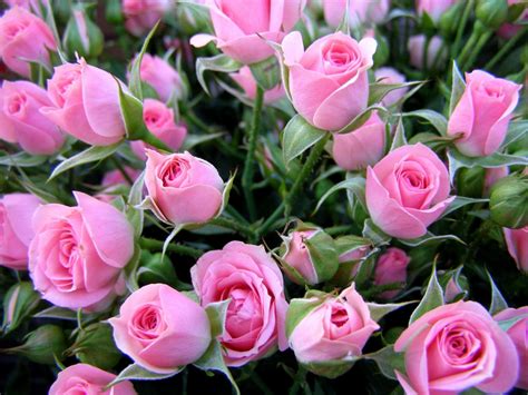 Taustakuvat Ruusut Kukat Kukkakimppu Herkkä Silmut 1600x1200