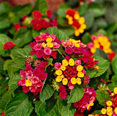 Lantana Is Perfect For Any Hot Dry Spots In Your Garden Lantana