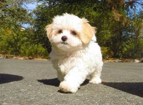 This Malshi Is So Cute Maltese Shih Tûz Mix Very Good With Kids Too