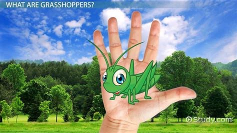 50 Unbelievable Interesting Facts About Grasshoppers Ultimate Guide 2024