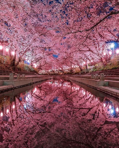 Visit Japan If You Think Cherry Blossoms Are Fantastic During The Day Imagine Walking Alon