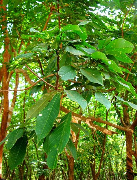 Leaves Of Rubber Tree Hevea Brasiliensis Stock Image Image Of Close