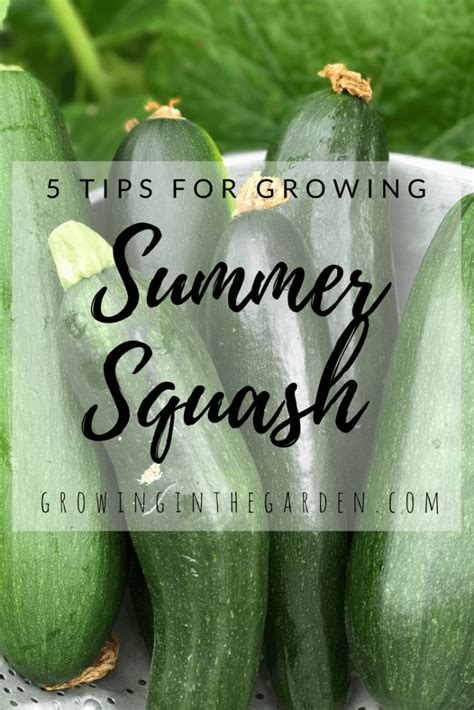 5 Tips For Growing Summer Squash Growing In The Garden