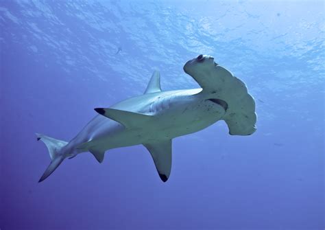 Hammerhead Shark Creatures Of The World Wikia Fandom