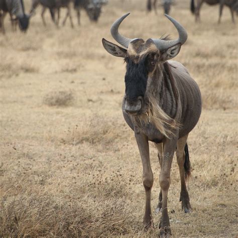 Top 133 Wildebeest African Animals