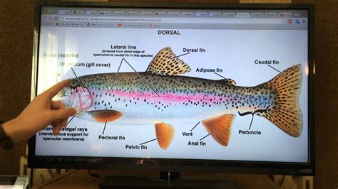 Trout Anatomy And Physiology Youtube