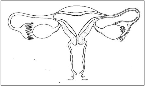 Cycle 4 Appareil Reproducteur Féminin Diagram Quizlet
